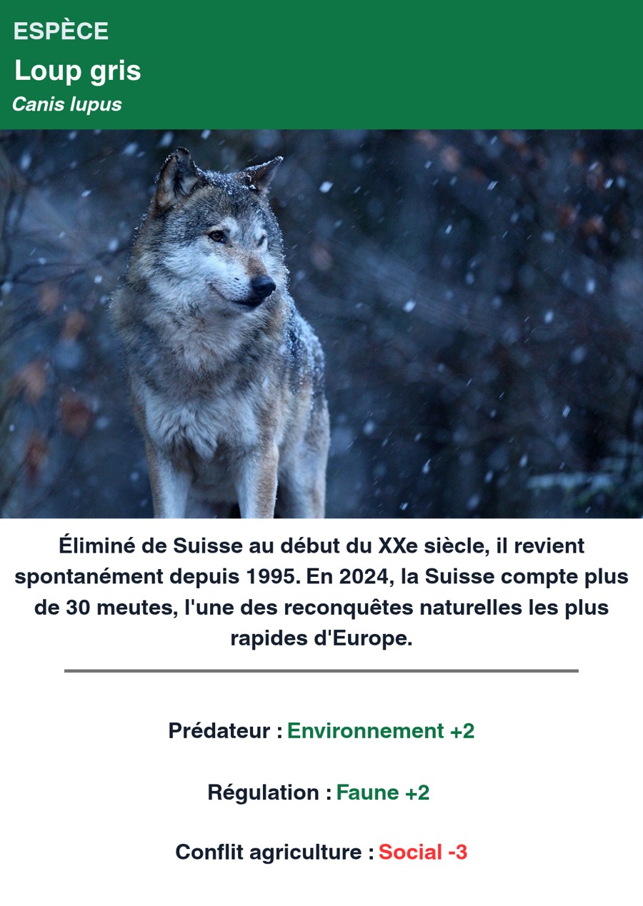 Carte du jeu Territoire en équilibre : le loup gris